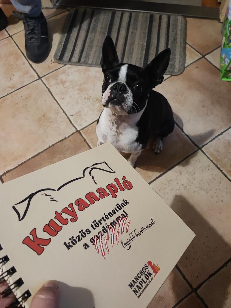 Kutyanapló a Mancsos Naplók sorozat részeként, mögötte egy kutya ül és figyel a gazdijára.