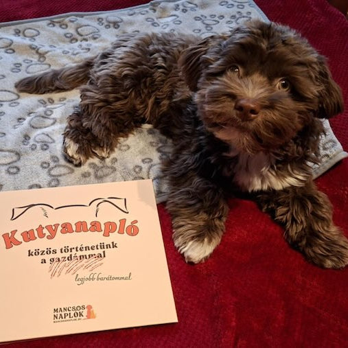 Kutyanapló a Mancsos Naplók sorozat részeként, mellette egy kutya fekszik egy plüss takarón.