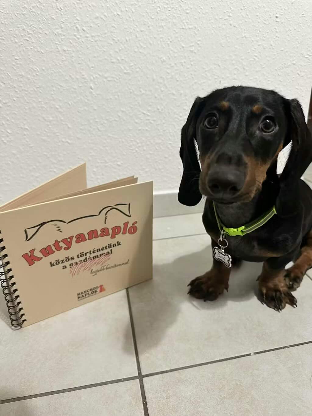 Kutyanapló a Mancsos Naplók sorozat részeként egy nyakörves, cuki kis tacskó társaságában.
