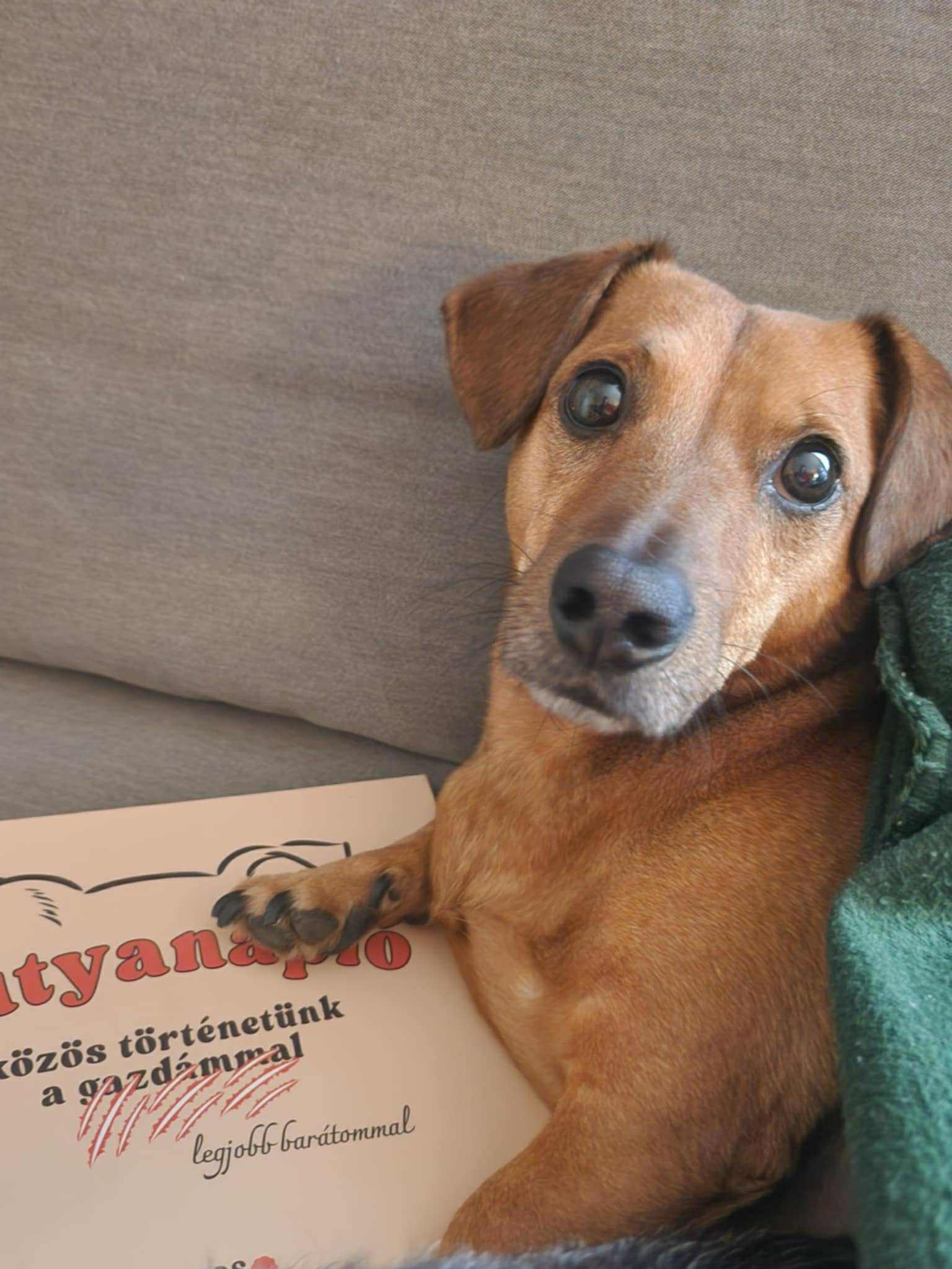 Kutyanapló a Mancsos Naplók sorozat részeként, mellette egy kutya fekszik, a mancsa rálóg a naplóra.