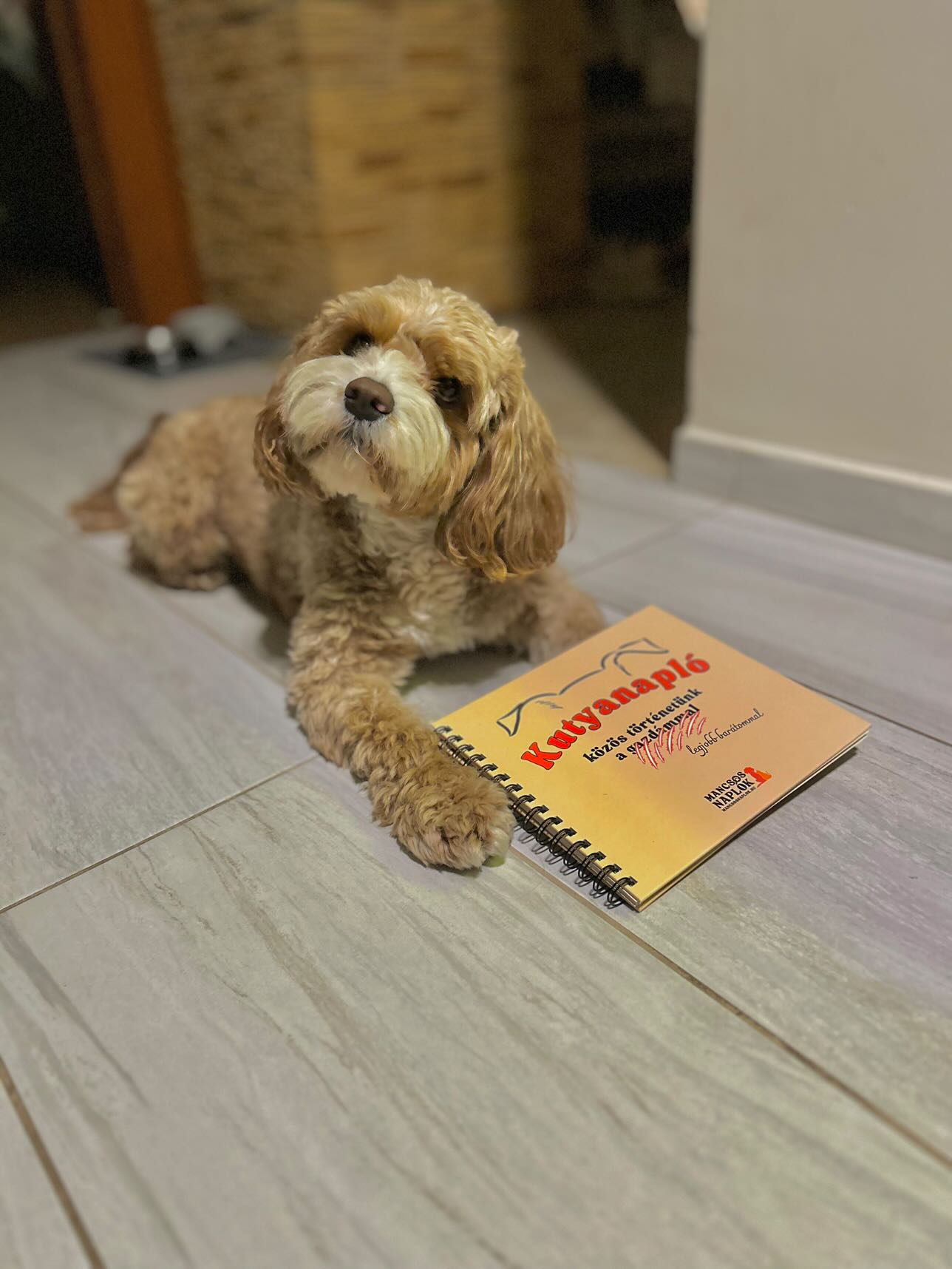 Kutyanapló a Mancsos Naplók sorozat részeként, mögötte egy kutya fekszik és okosan néz.